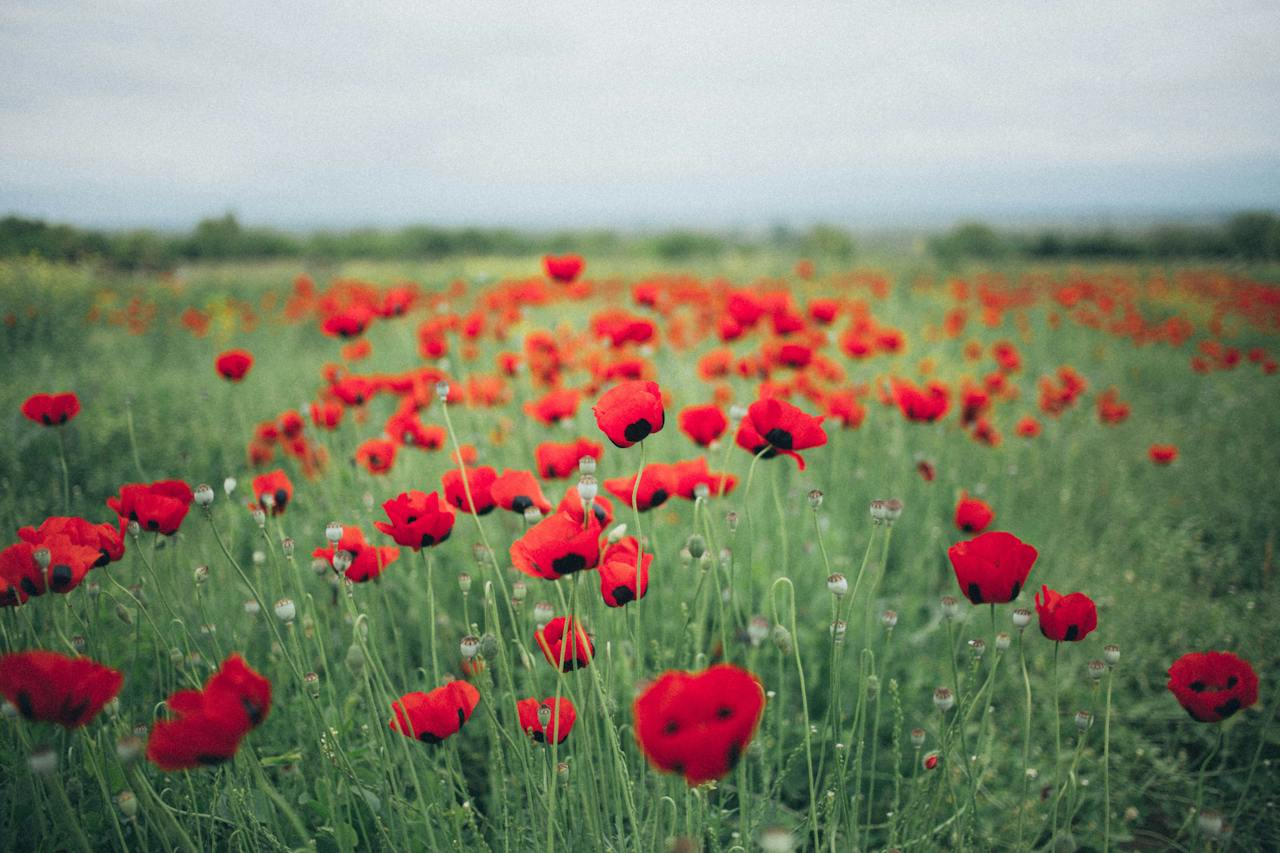 Pictures of flowers in a garden 