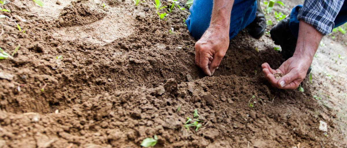 Person gardening and sowing seeds