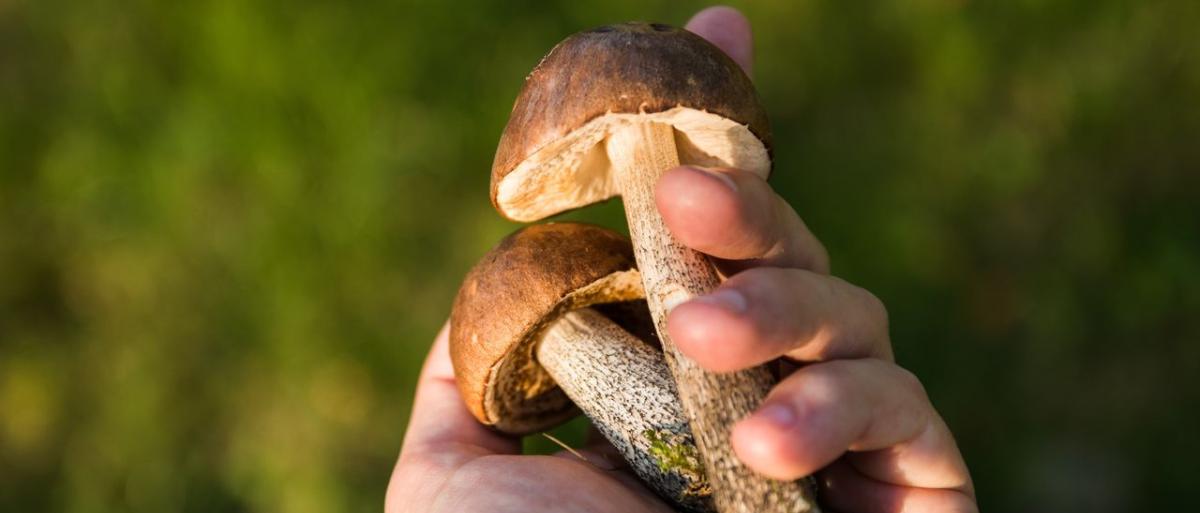 Mushroom