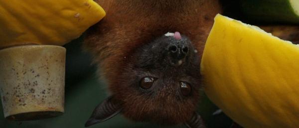 A picture of a bat