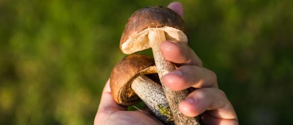 Mushroom