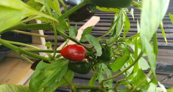 Tomato growing on a plant